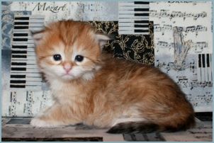 Female Siberian Kitten from Deedlebug Siberians